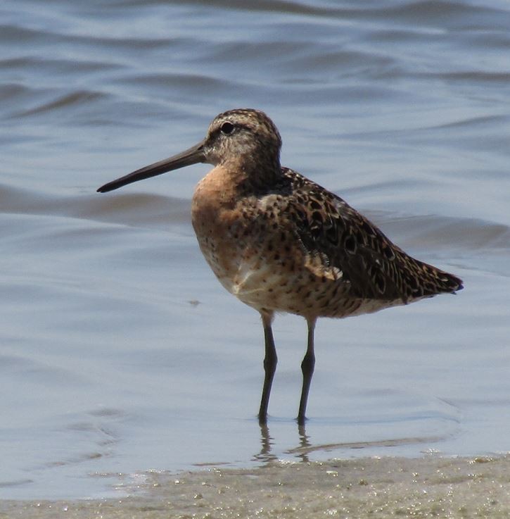 Short-billed Dowitcher - ML569772551