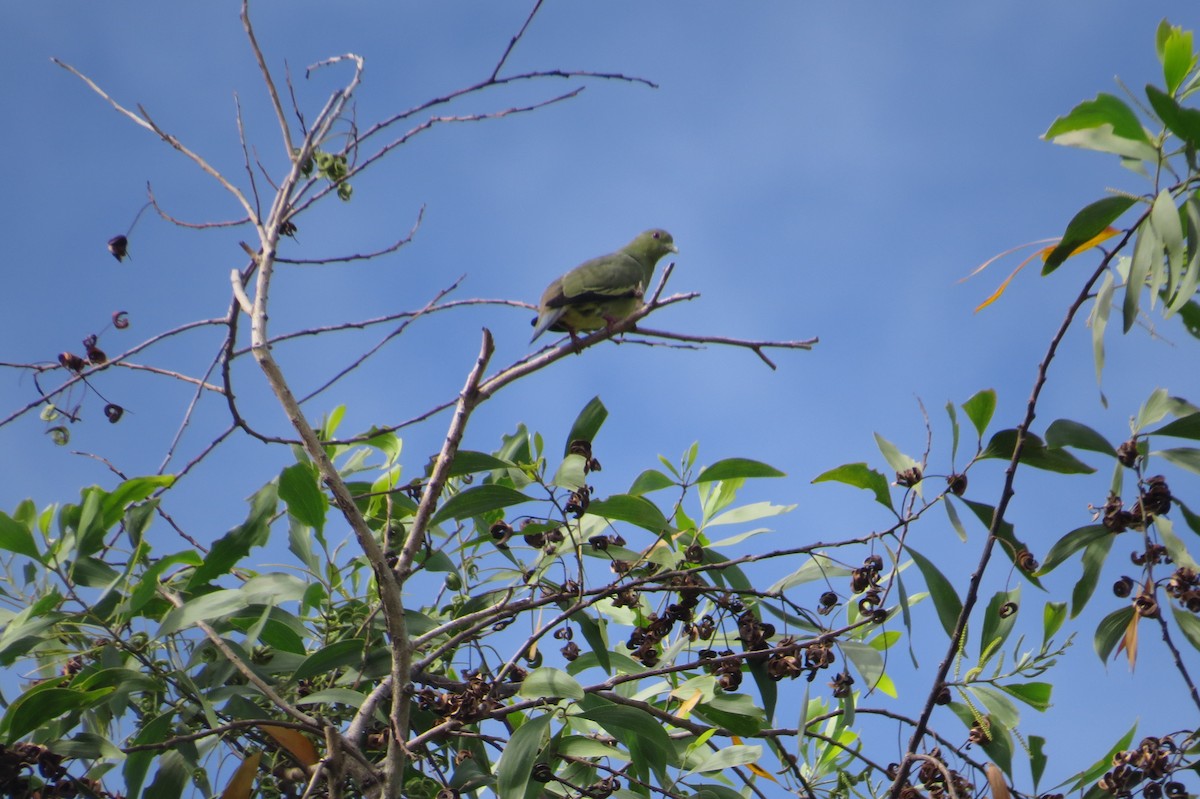 Pink-necked Green-Pigeon - ML569772891