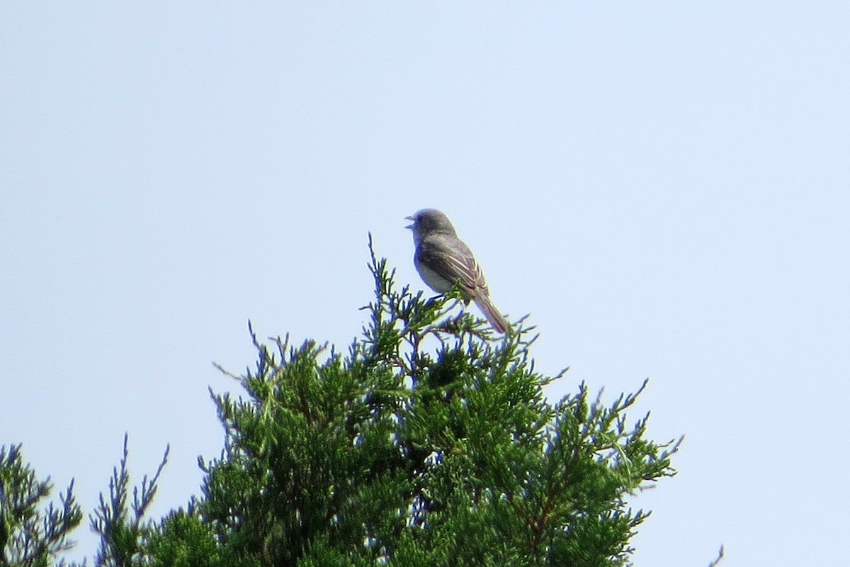 Gray Vireo - ML56977411