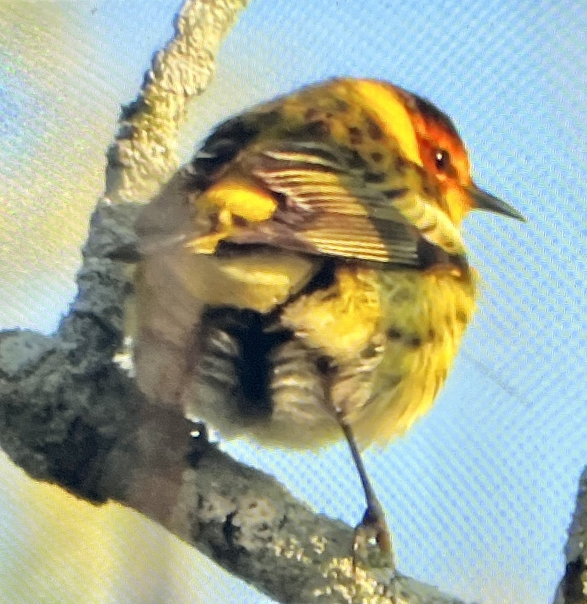 Cape May Warbler - ML569774781