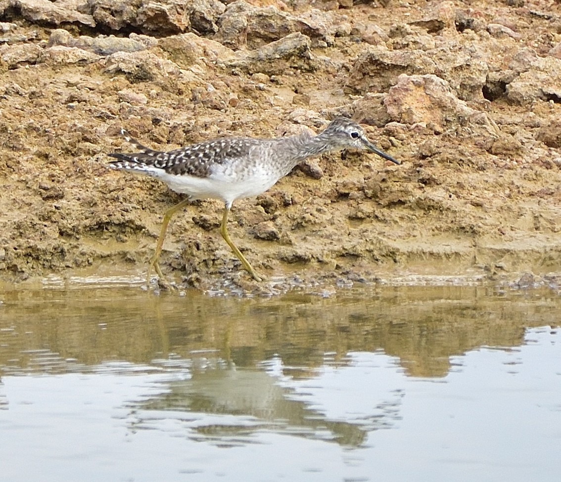 Wood Sandpiper - ML569774941