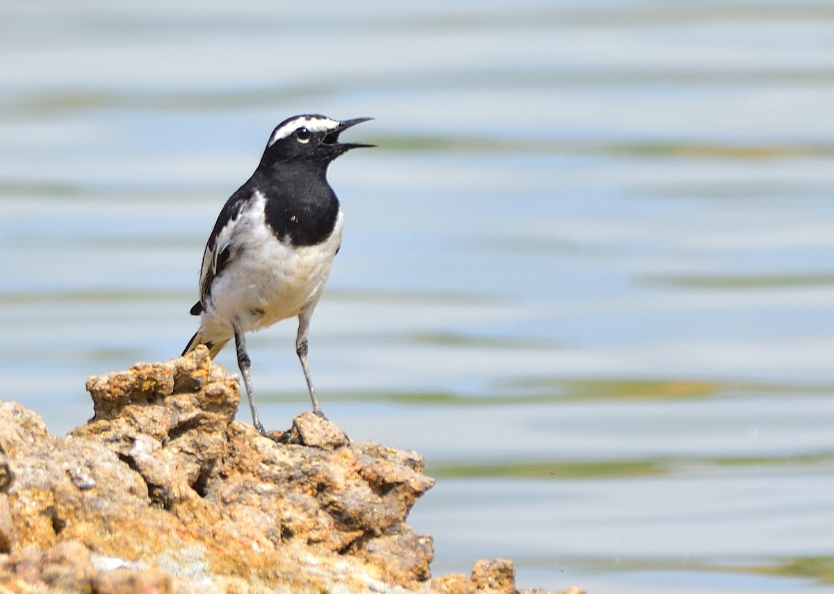 White-browed Wagtail - ML569775161