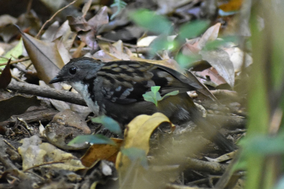 Australian Logrunner - ML56977531