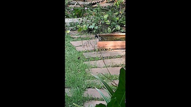 鵲鴝 - ML569775451