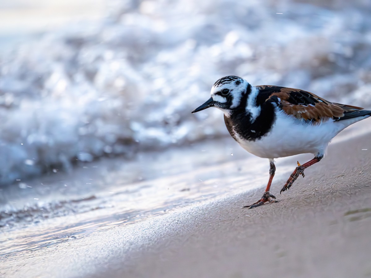 Ruddy Turnstone - ML569775961