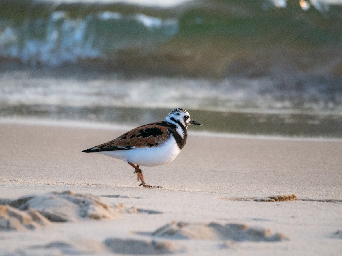 Ruddy Turnstone - Jason Carlson