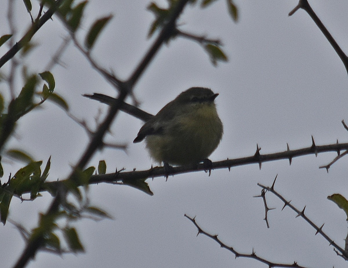 Greater Wagtail-Tyrant - ML569776011