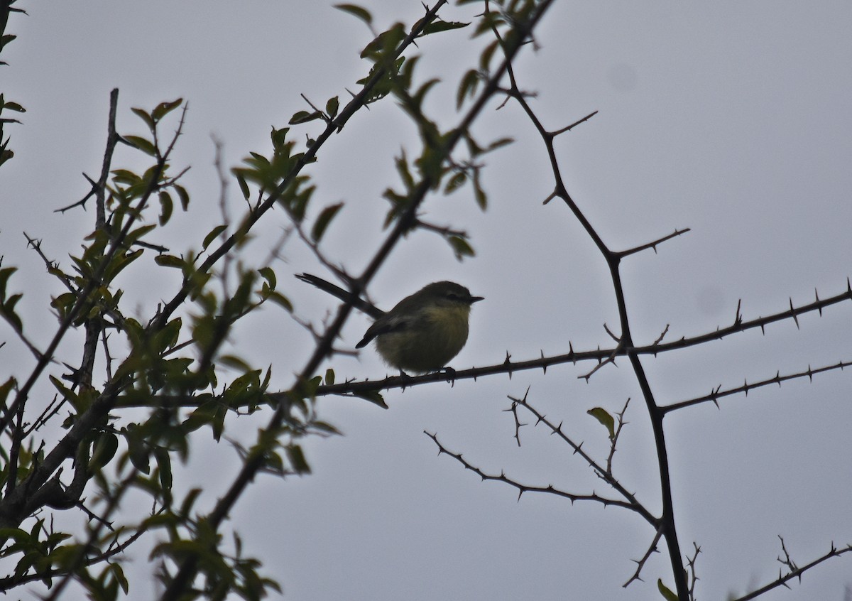 Greater Wagtail-Tyrant - ML569776031