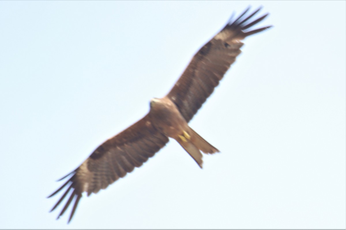 黑鳶 - ML569776261