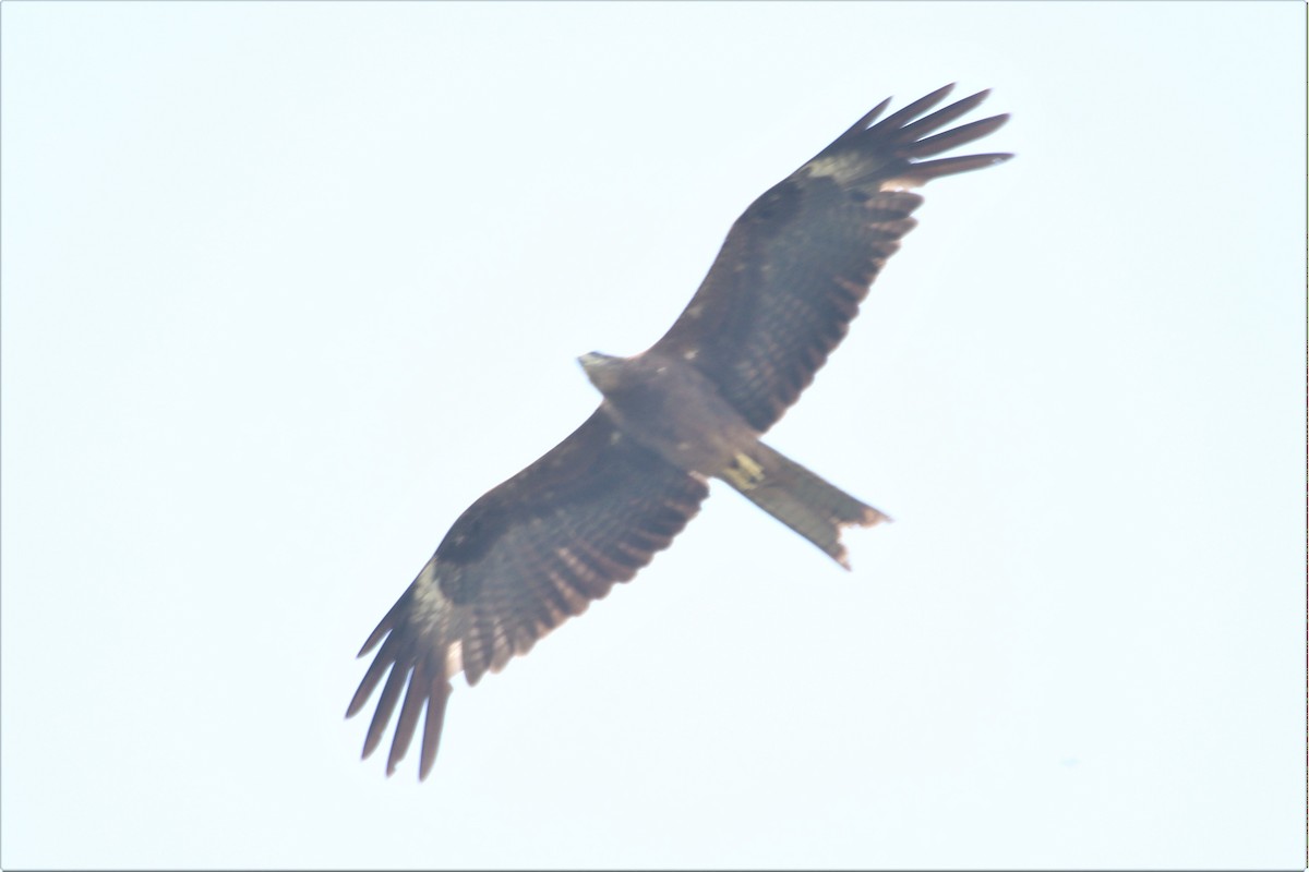 Black Kite - Ajay Sarvagnam