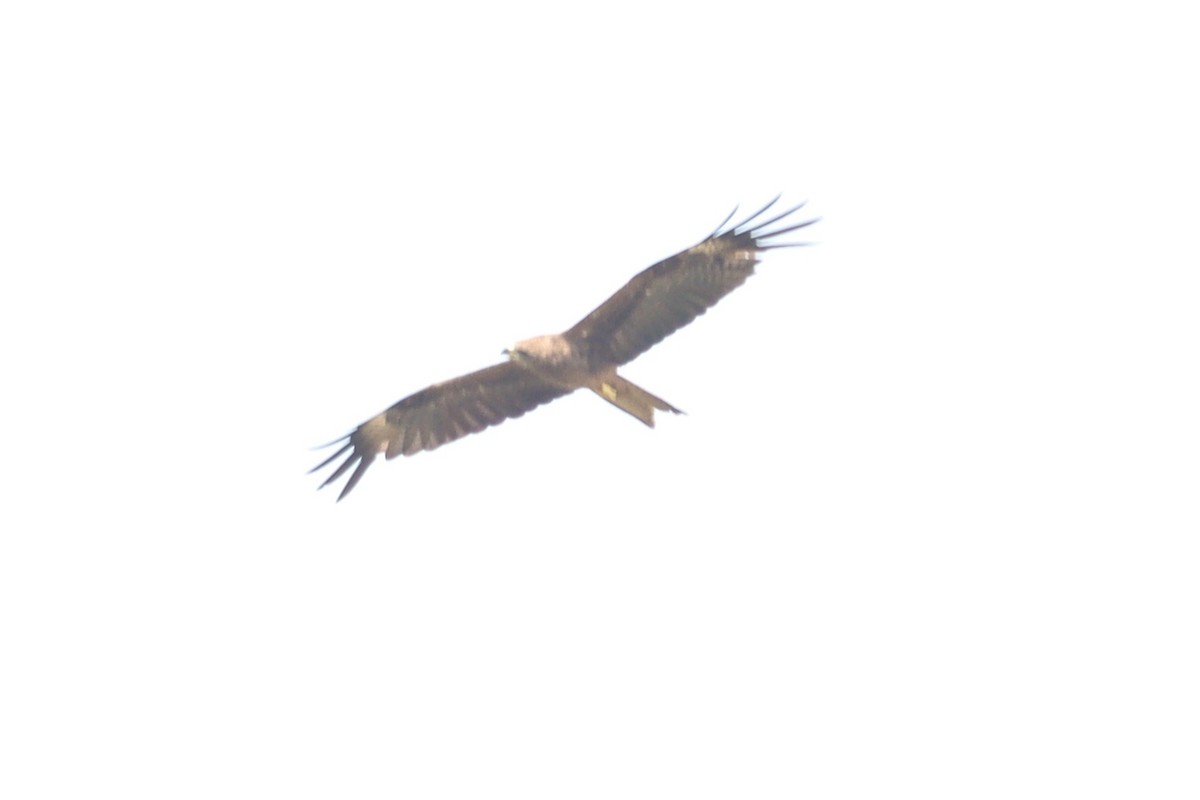 Black Kite - ML569776281