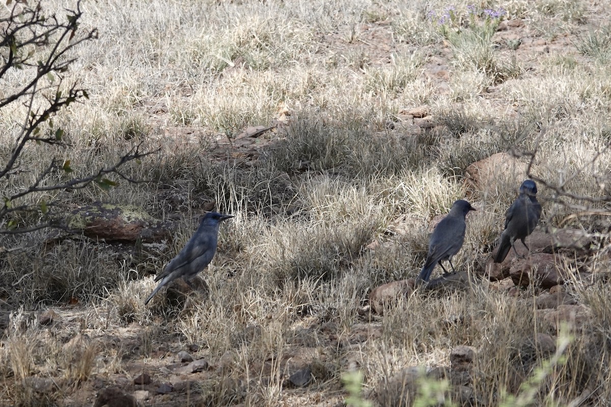 Pinyon Jay - Barbara Pankratz