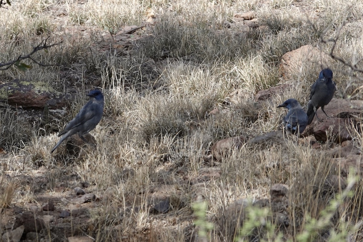 Pinyon Jay - ML569776511