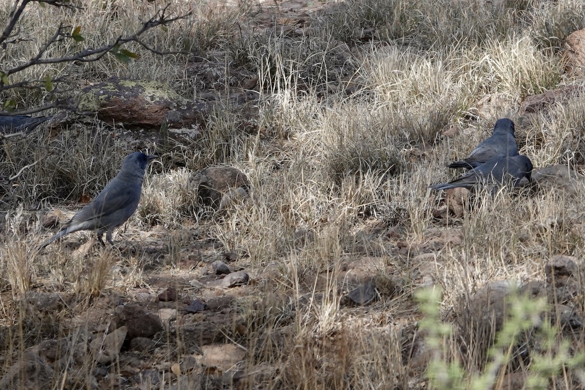 Pinyon Jay - ML569776521