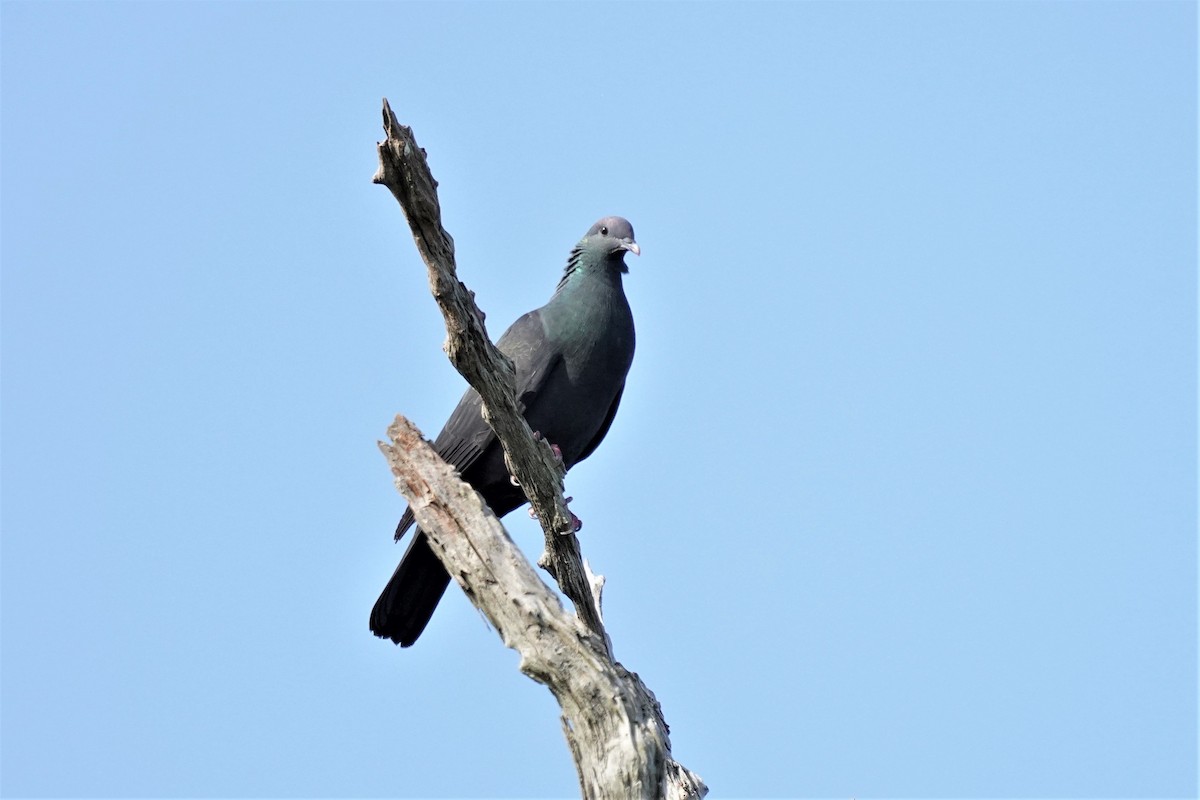 Black Wood-Pigeon - ML569776611