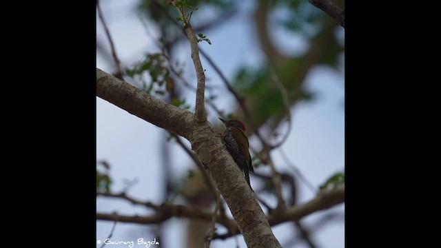 Lesser Yellownape - ML569777691