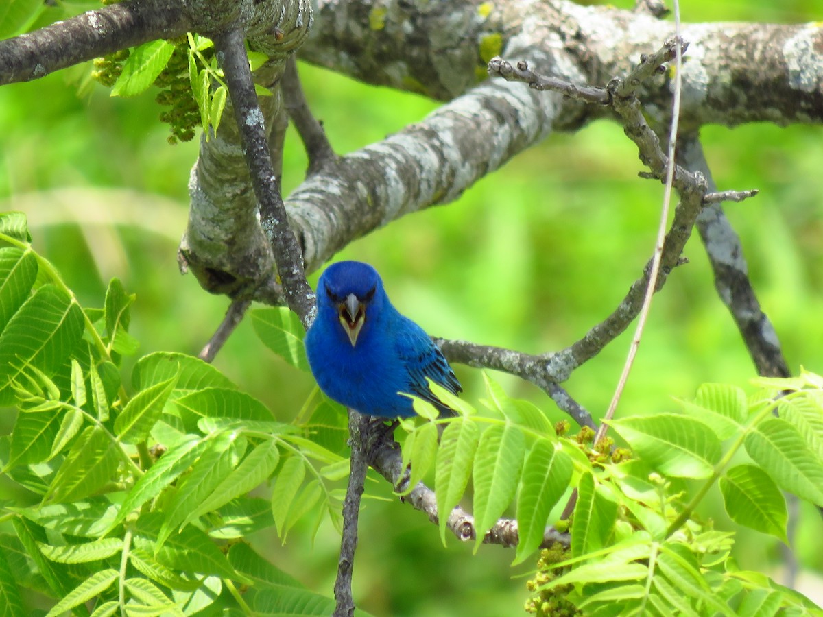 Indigo Bunting - ML569777761