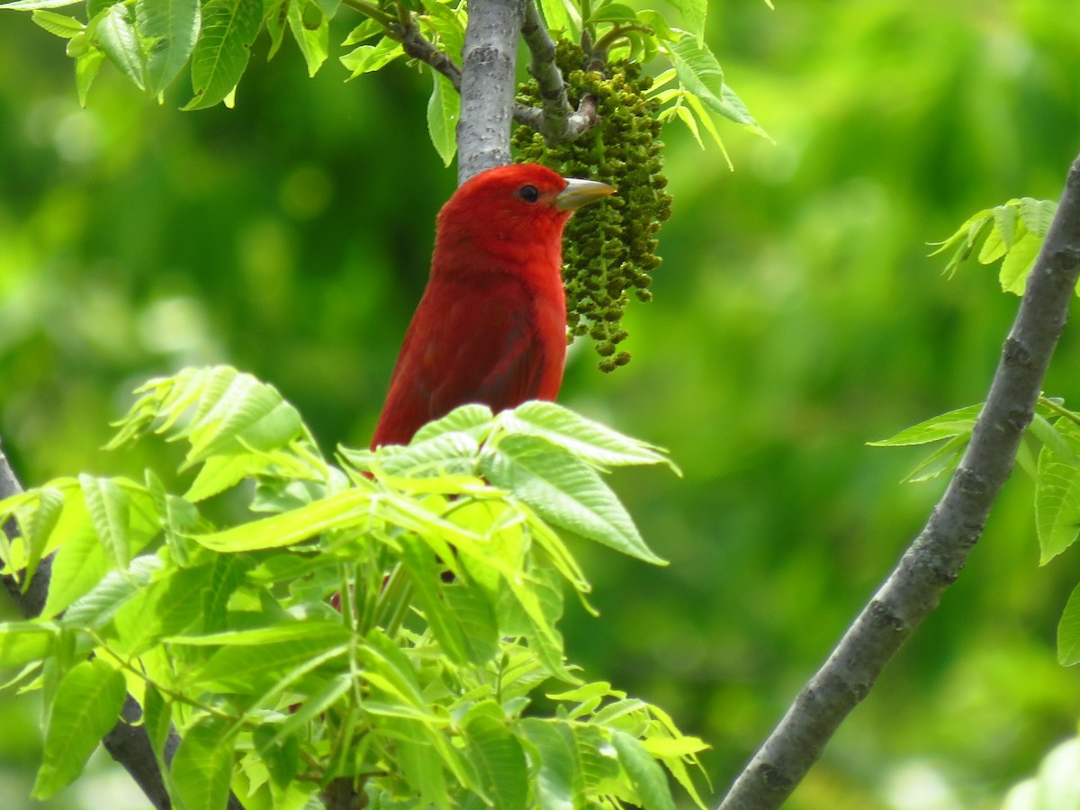 Summer Tanager - ML569777961