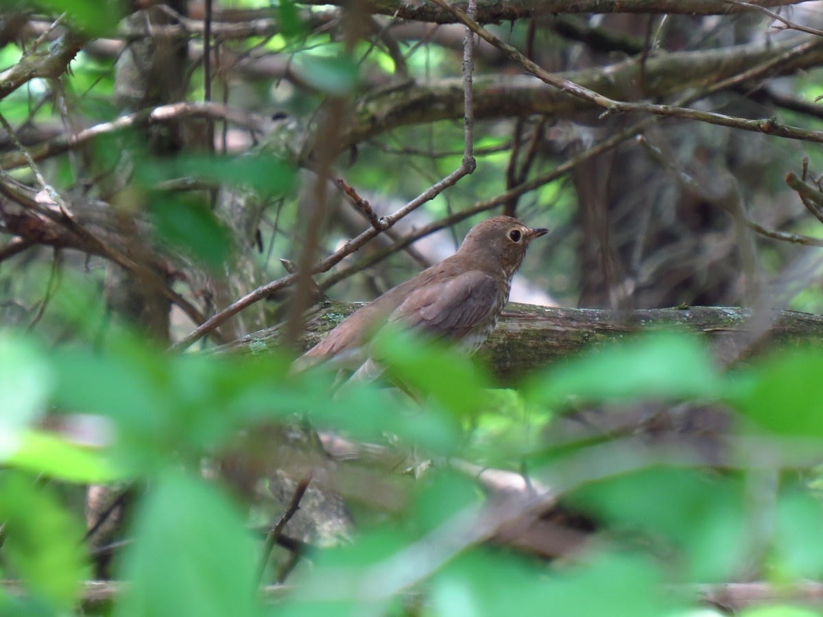 Swainson's Thrush - ML569778051