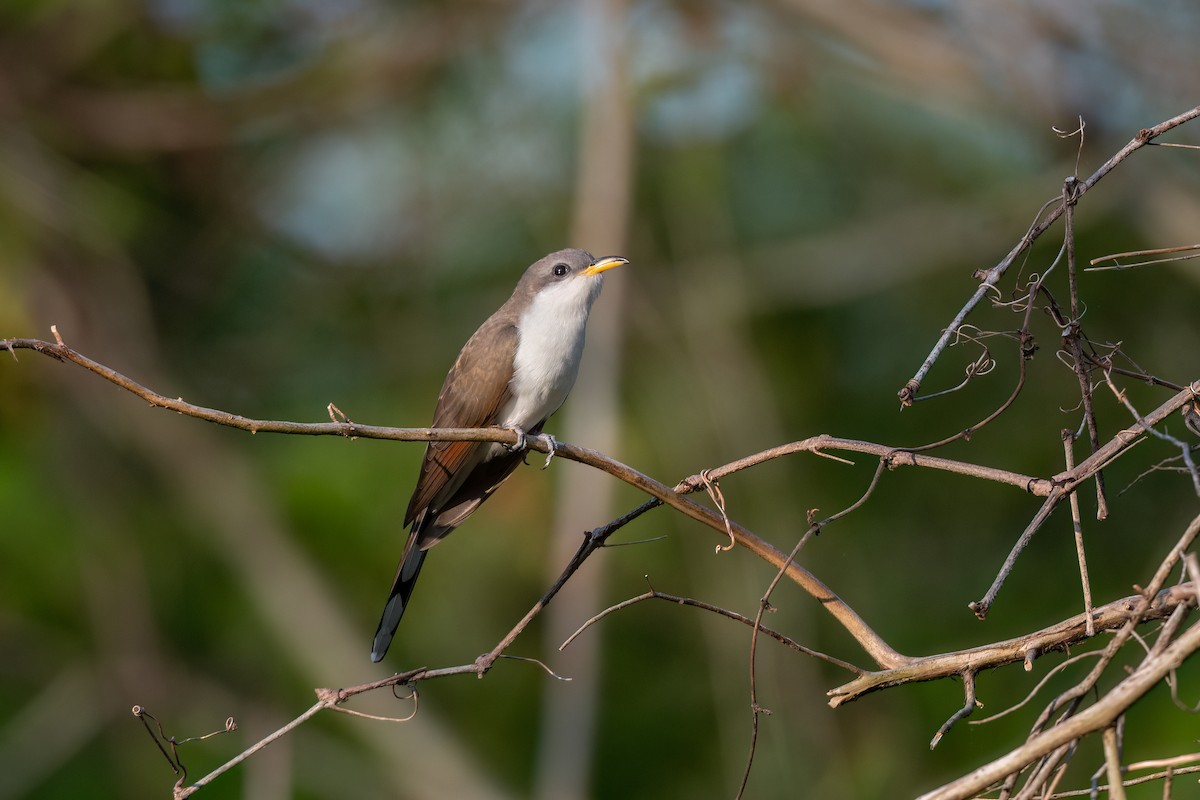 Yellow-billed Cuckoo - ML569779211