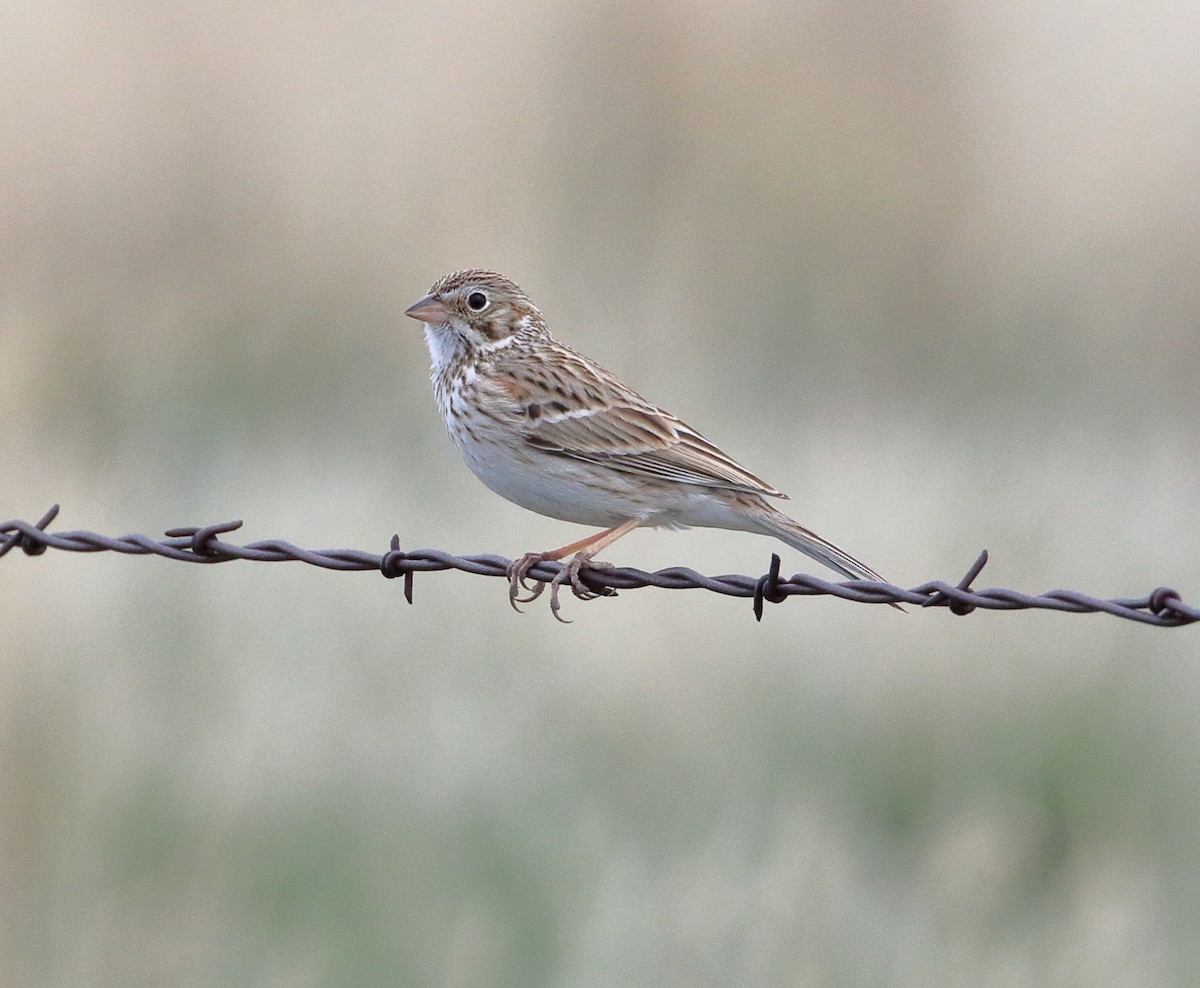 Vesper Sparrow - ML569779291