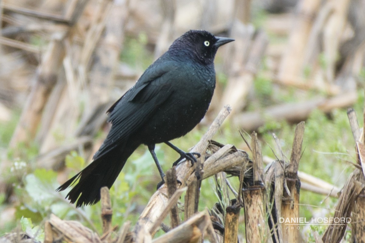 Brewer's Blackbird - ML56977981