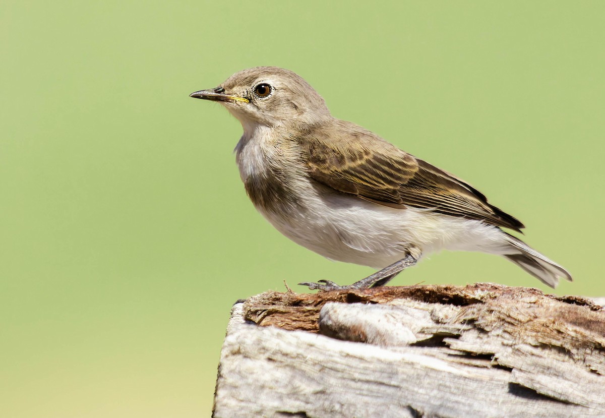 White-fronted Chat - ML569779881