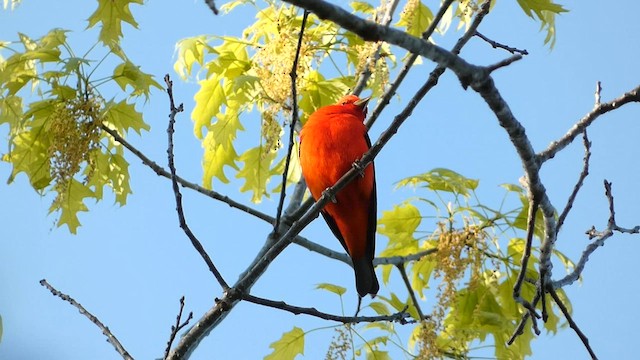 Scarlet Tanager - ML569779891