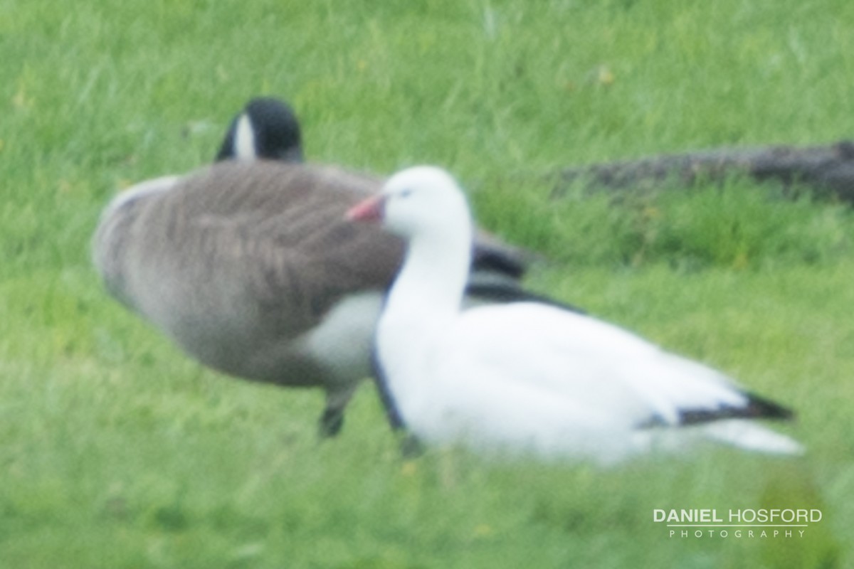 Ross's Goose - ML56978041