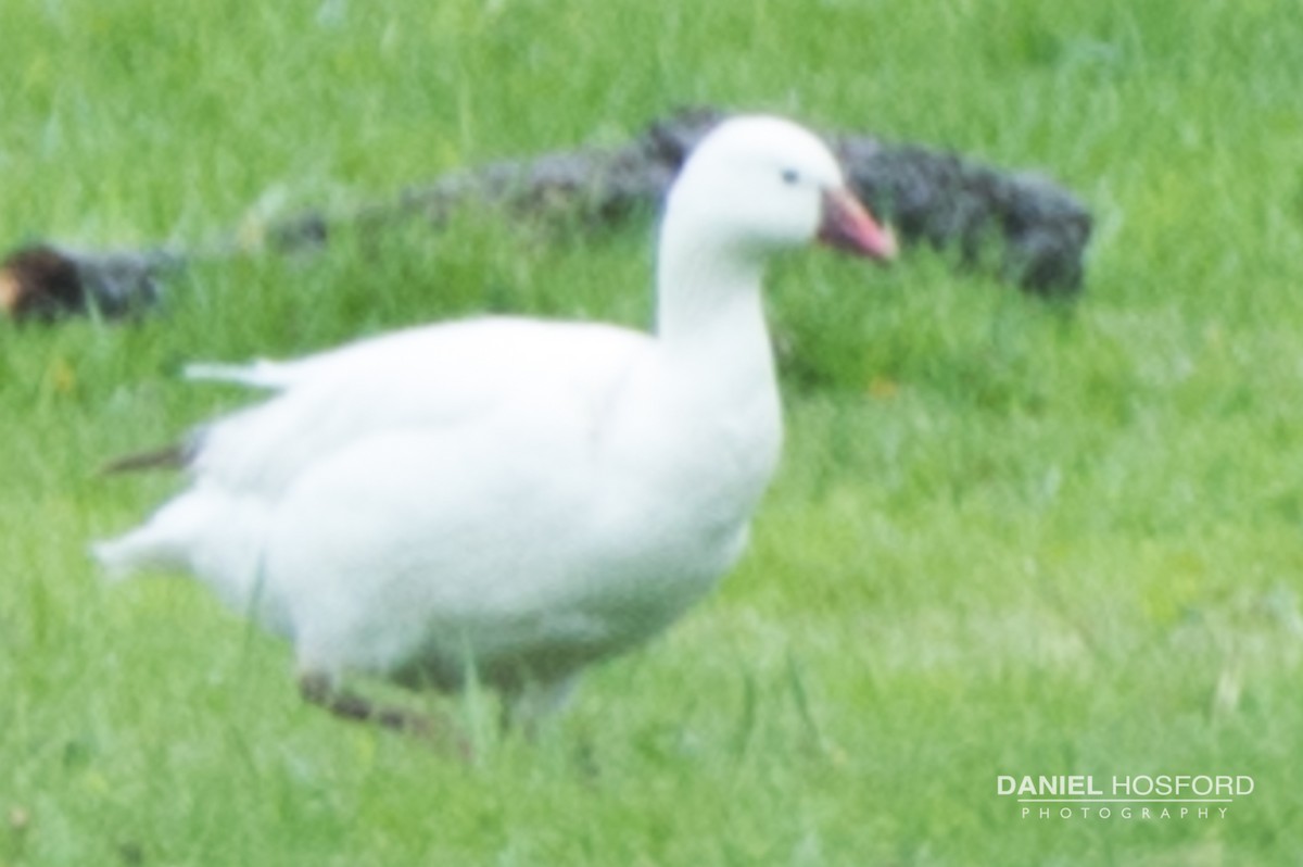 Ross's Goose - ML56978051