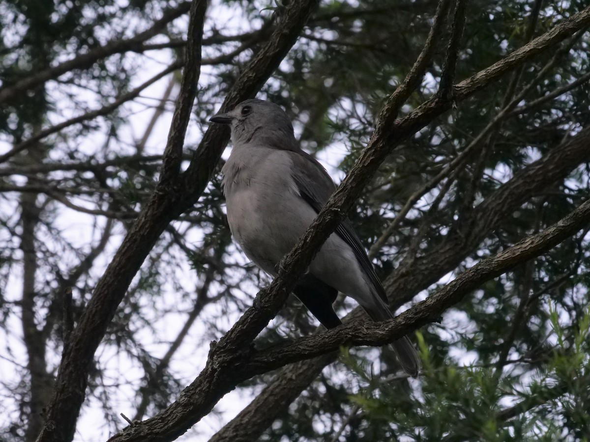 Gray Shrikethrush - ML569780581