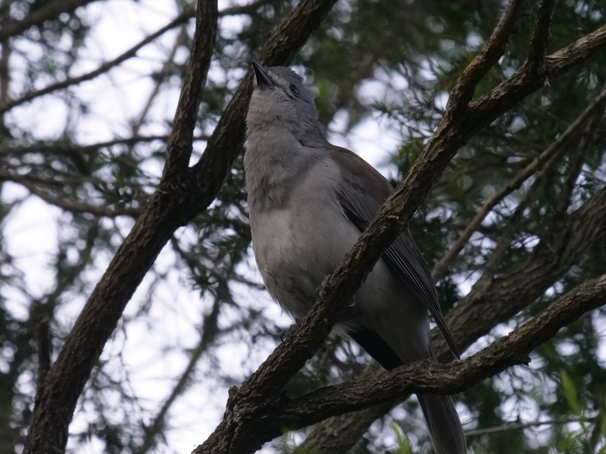 Gray Shrikethrush - ML569780591