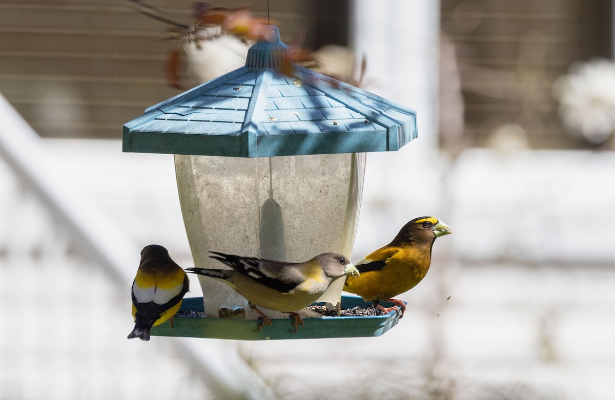 Evening Grosbeak - Suzanne Labbé