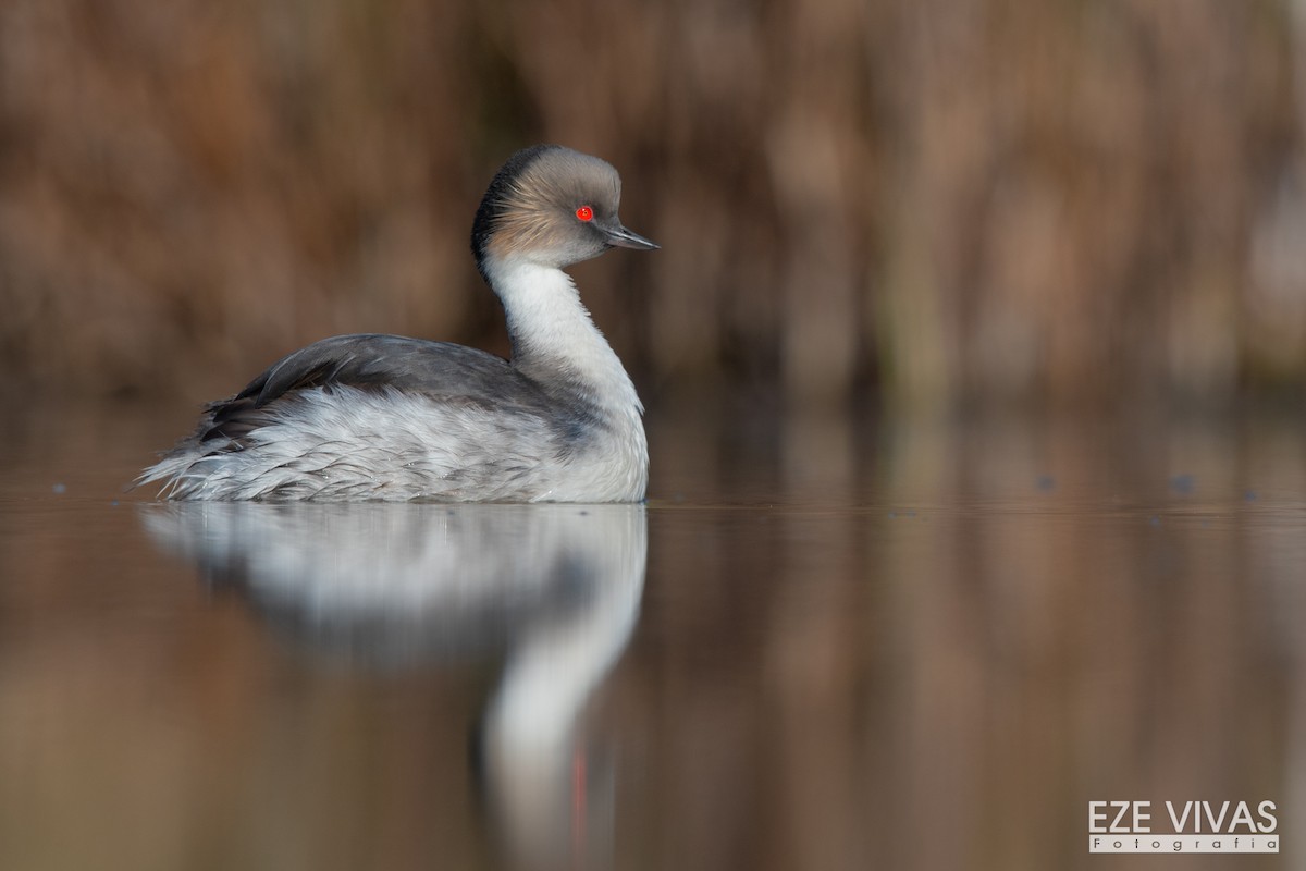 Silvery Grebe - ML569781021
