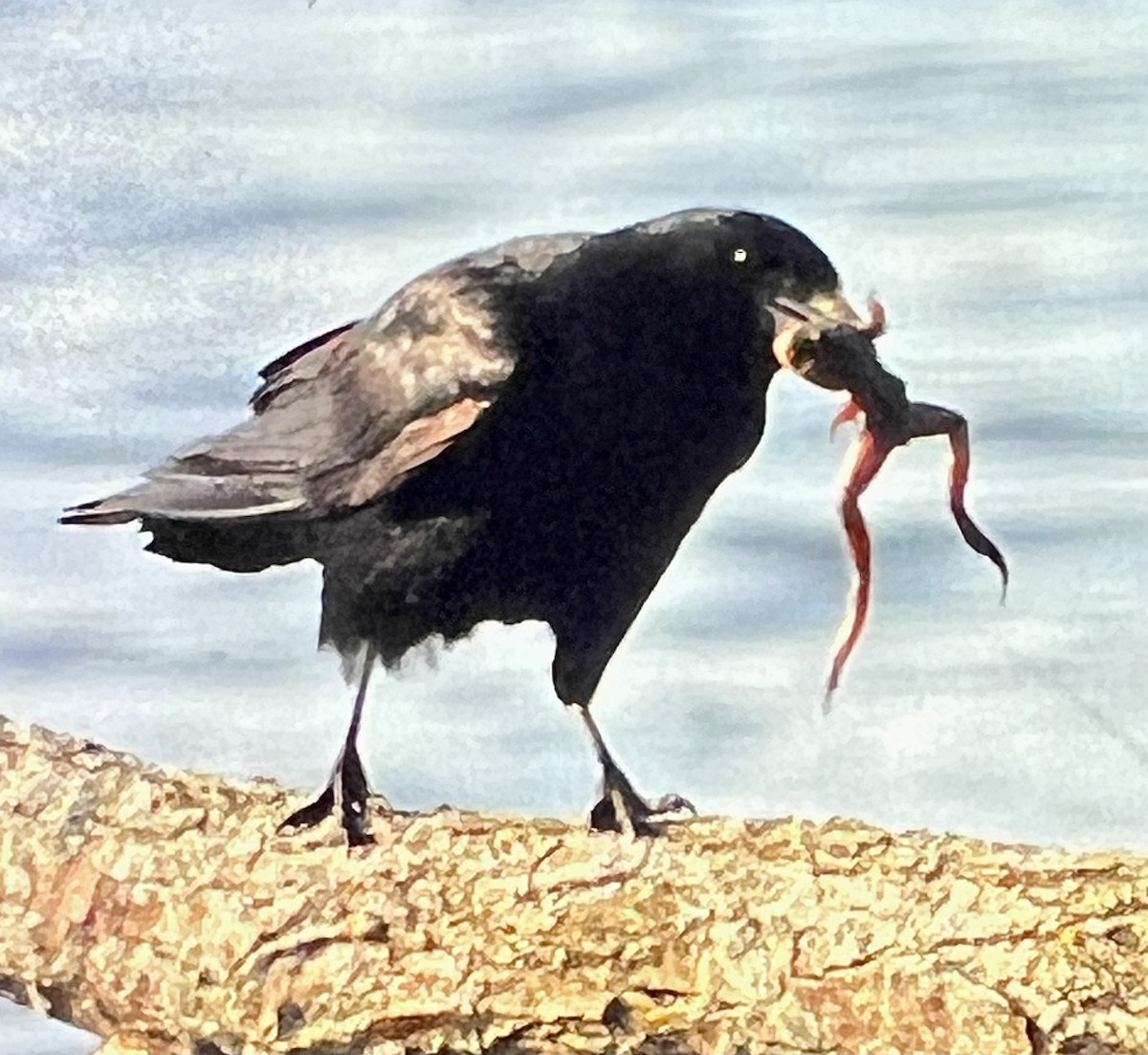 American Crow - ML569781731