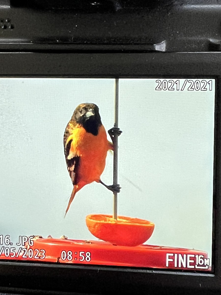 Baltimore Oriole - ML569781851