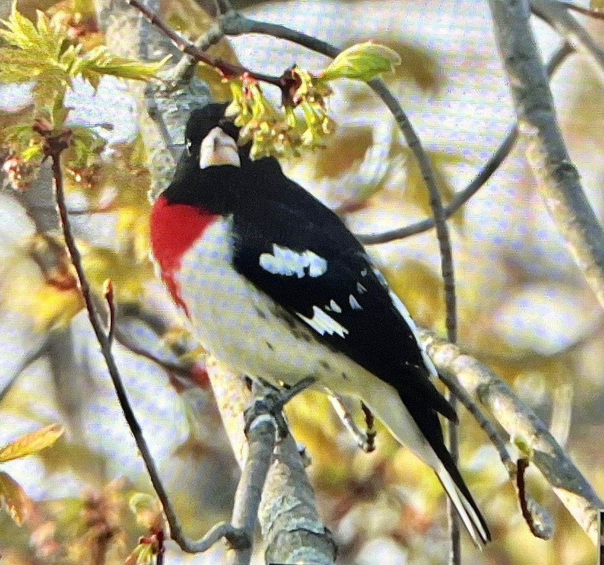 Rose-breasted Grosbeak - ML569781871