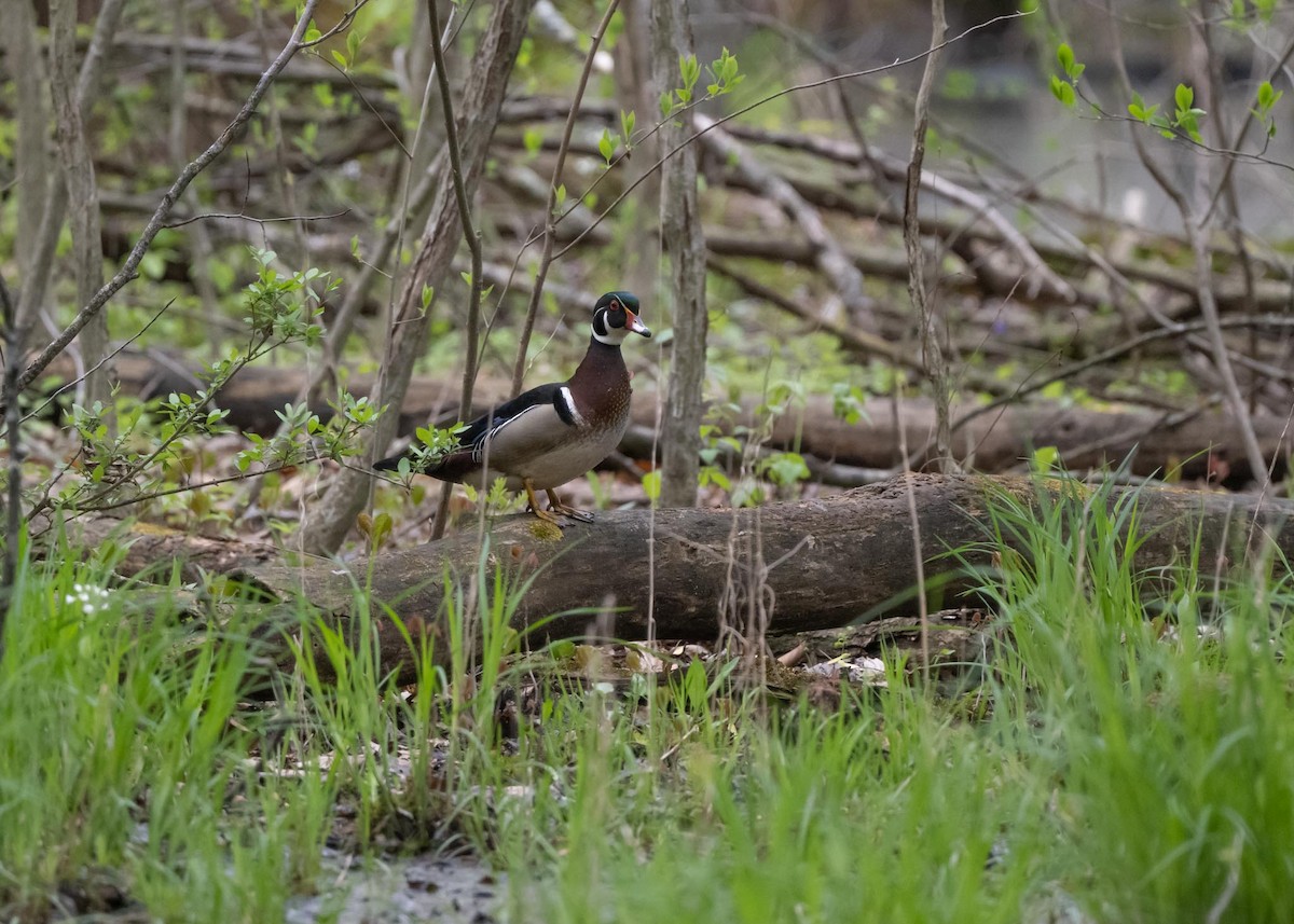 Wood Duck - Sheila and Ed Bremer