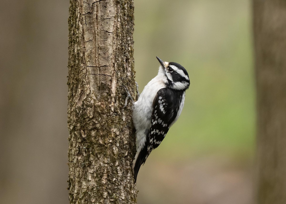 Downy Woodpecker - Sheila and Ed Bremer