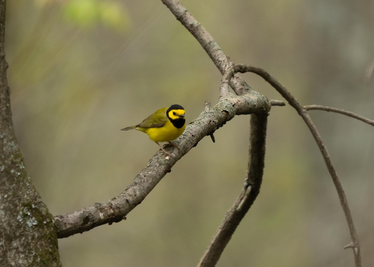 Hooded Warbler - Sheila and Ed Bremer