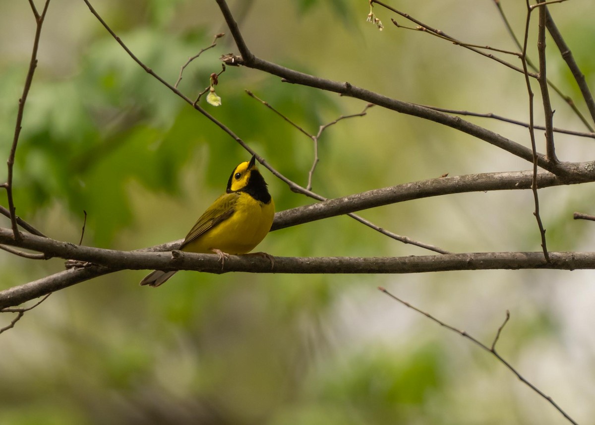 Hooded Warbler - Sheila and Ed Bremer