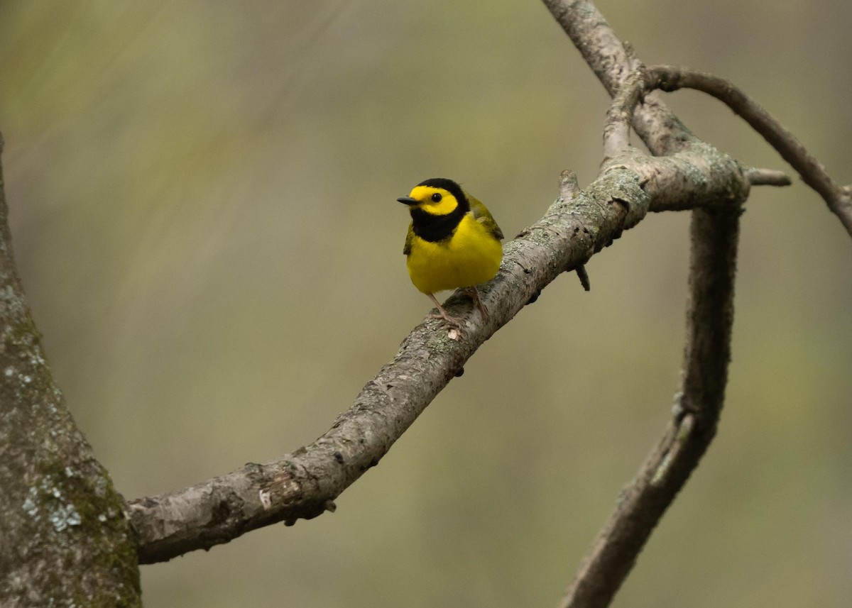 Hooded Warbler - Sheila and Ed Bremer