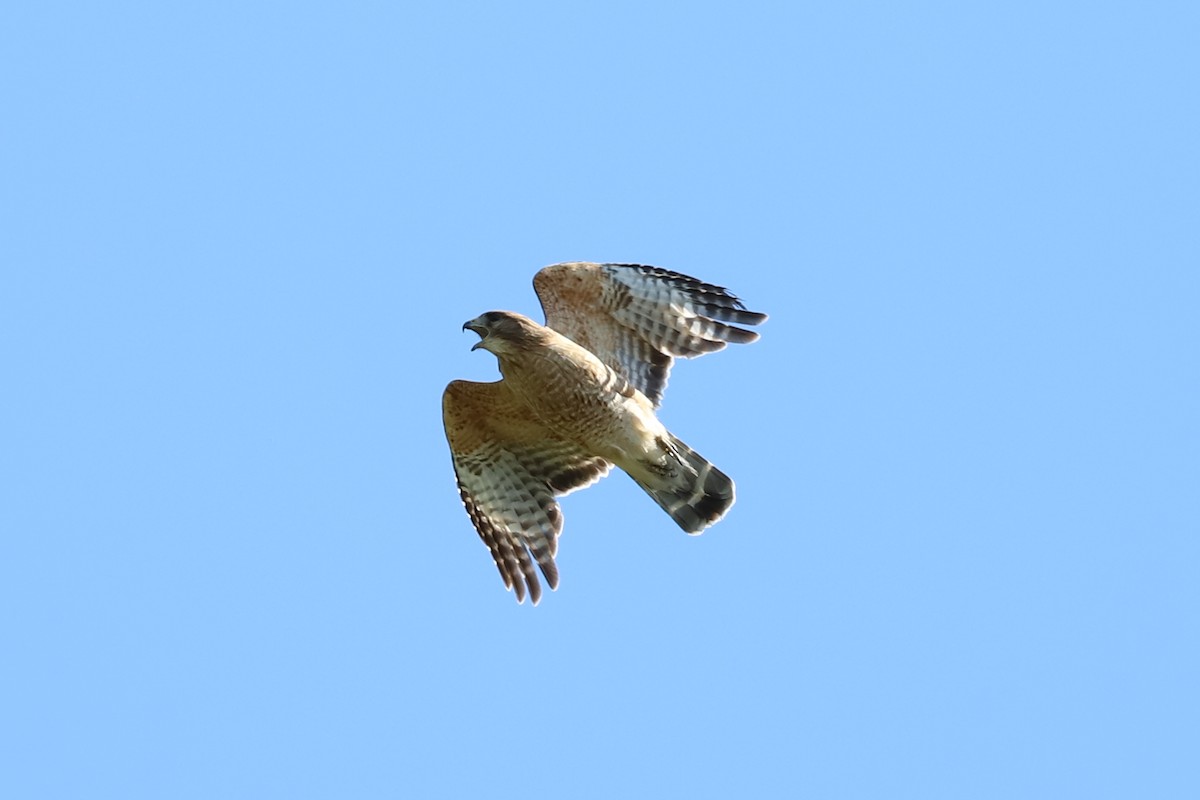 Red-shouldered Hawk - ML569782211