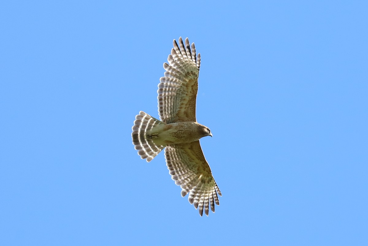 Red-shouldered Hawk - ML569782221