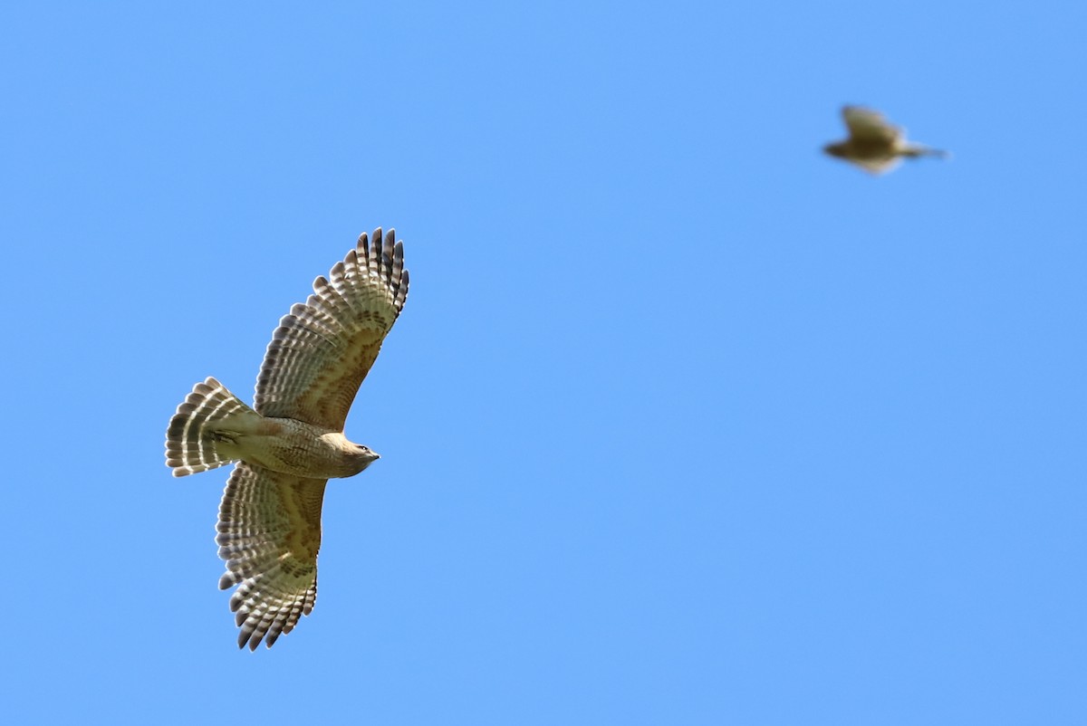 Red-shouldered Hawk - ML569782231