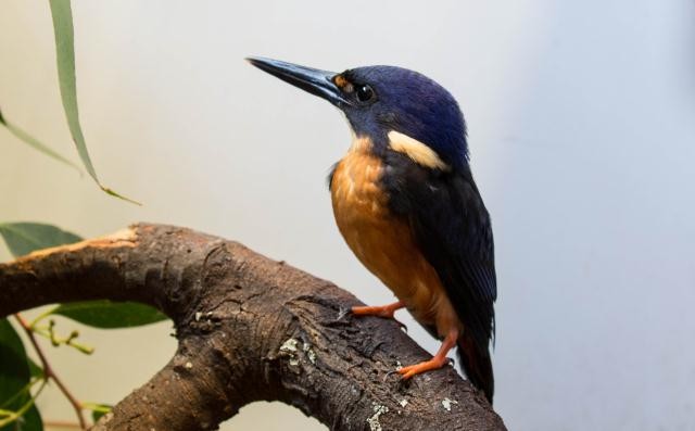 Azure Kingfisher - ML56978251