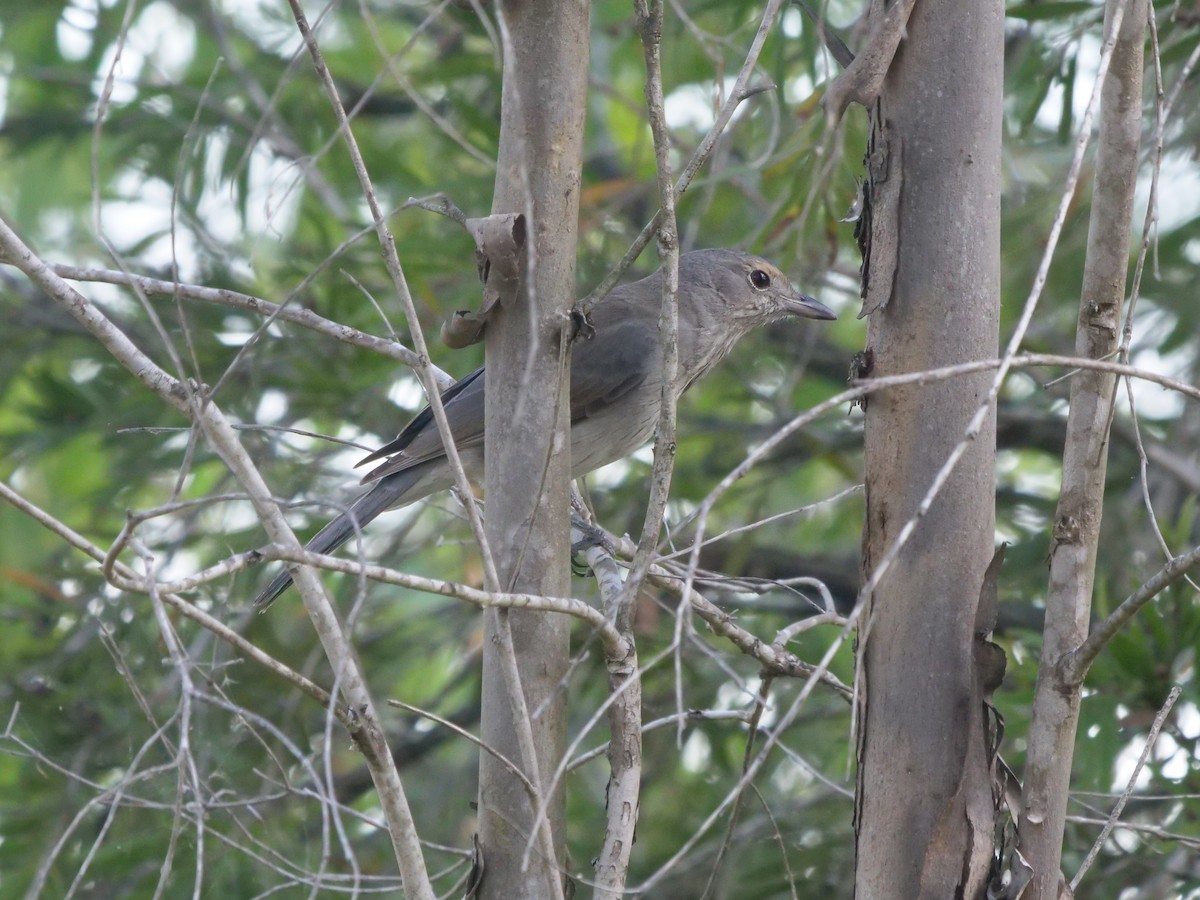 Gray Shrikethrush - ML569782731