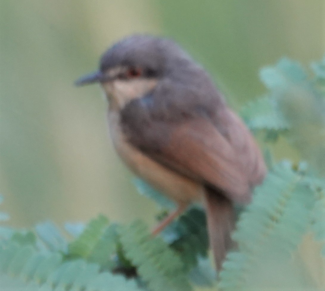 Ashy Prinia - ML569784511