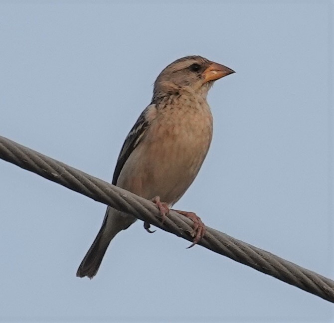 Streaked Weaver - ML569784591