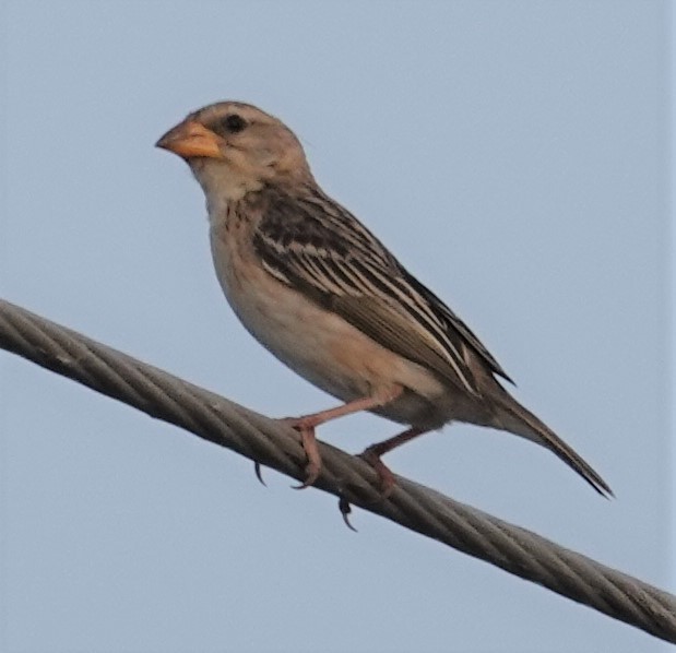 Streaked Weaver - ML569784601